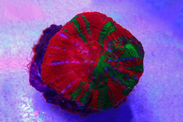 Sticker -  Scolymia Large Polyp Stony coral - Scolymia wellsii