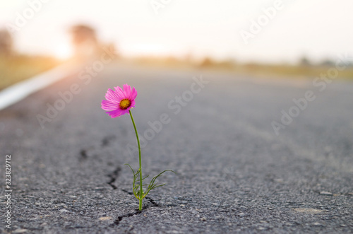 Fotomural close up, purple flower growing on crack street background.