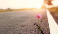 Close Up, Pink Flower Growing On Crack Street Sunset Background