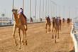 traditional camel dromadery race Ash-Shahaniyah Qatar