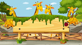 Fototapeta Pokój dzieciecy - Wooden sign template with cute giraffes in the park