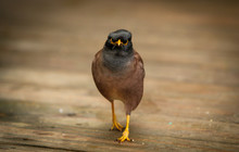 Angry Myna Bird 