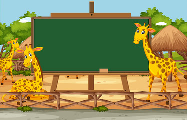 Canvas Print - Blackboard template design with happy giraffes in the zoo