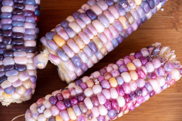 heirloom glass gem corn from garden 3