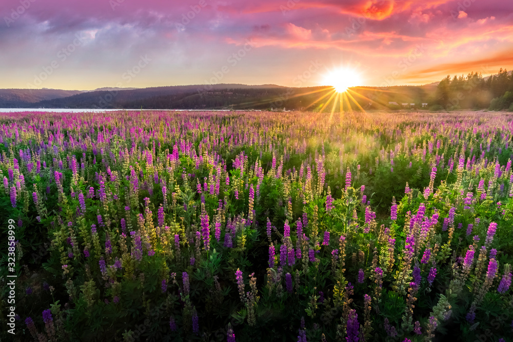 Purple wild flowers meadow, sun rays through the montains with dramatic clouds - obrazy, fototapety, plakaty 
