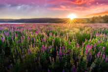 Purple Wild Flowers Meadow, Sun Rays Through The Montains With Dramatic Clouds