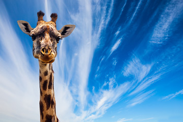 Funny Portrait of Giraffe