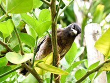 A Myna Bird On Branch