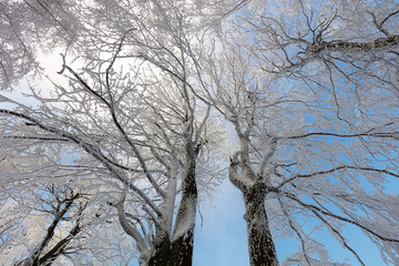 Wall Mural - Frozen landscape - Winter mist forest