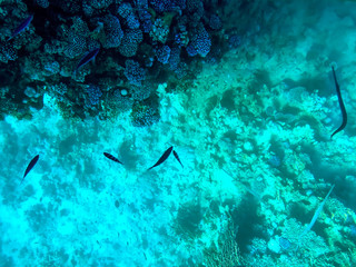 Fish swim among coral reefs against a background of turquoise water, top view. Bright blue aqua background with copy space of the underwater world in the Red Sea