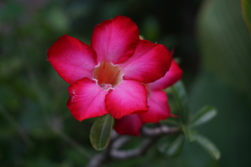 Poster - red flower