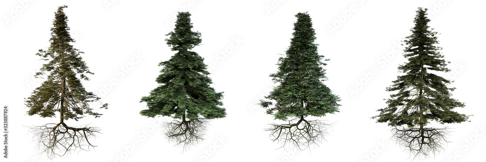 group of conifer trees with roots isolated on white background - obrazy, fototapety, plakaty 