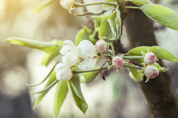 Flowering branches of apple trees in early spring. Flowers on a fruit tree in the garden. Spring season concept. Template for design. Copy space.