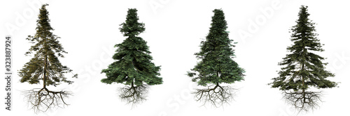 Fotografía group of conifer trees with roots isolated on white background