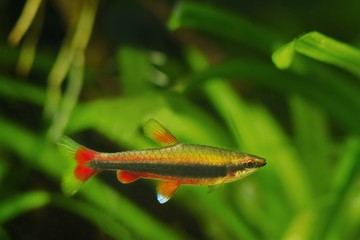 Wall Mural - adult pencilfish in nature biotope aquarium, Nannostomus beckfordi red, Brazilian ornamental blackwater fish from Rio Negro