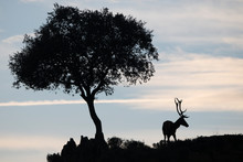 Silhouette Of A Deer Stag And A Tree