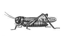 Grasshopper Migratory Locust (locusta Migratoria) / Antique Engraved Illustration From Brockhaus Konversations-Lexikon 1908