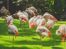 Toned Image Of Red Flamingo Birds In The Aviary At Loro Parque Zoo, Tenerife Island, Canaries