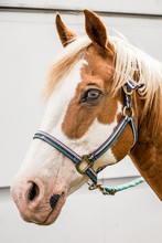 Close-up Of Horse With Blue Eyes, Paint. Bridger, Montana, USA