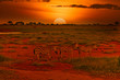 Zebas und Sonnenuntergang im Nationalpark Tsavo Ost und Tsavo West in Kenia