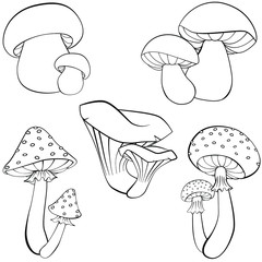 Wall Mural - Hand drawing vector illustration in black outline on a white background. Set of different  mushrooms. Fresh forest plants collection. Amanita, Fly agaric, chanterelles, boletus. Coloring page.