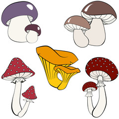 Wall Mural - Hand drawing vector illustration. Set of different  mushrooms. Fresh forest plants collection. Amanita, Fly agaric, chanterelles, boletus