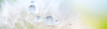 Dandelion Seed With Dew Drops. Beautiful Soft Spring Background. Copy Space. Soft Focus Abstract Background.