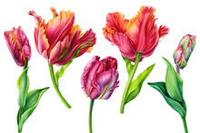 Set Tulips On Isolated White Background, Watercolor Painting, Hand Drawing, Botanical Art. 