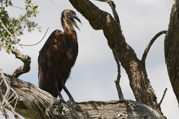 hungry juvenile southern ground hornbill perched in tree calling to be fed