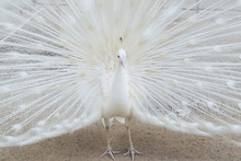 Portrait Of Beautiful White Peacock Spread His Tail Feathers.