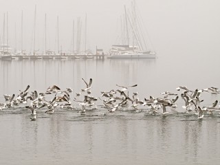 Canvas Print - coast