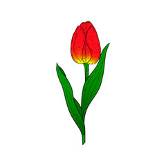 Wall Mural - Red Tulip hand drawn drawing.Stylized image of a Tulip flower.One Tulip isolated on a white background.Vector