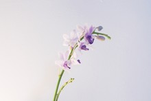 Closeup Shot Of A Light Purple Flower With A White Background