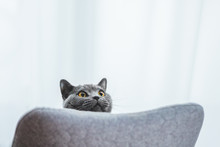 Playful British Cat Peeking Out Behind Chair
