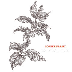 Coffee tree sketch branch with flowers and berries. Hand drawn isolated vector. Engraving vintage botanical or floral  illustration