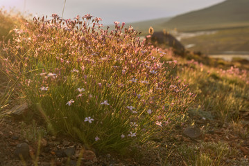 Wall Mural - gypsophila pink flowers close up dawn sunlight