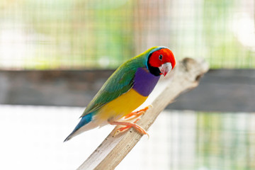 Wall Mural - Beautiful multi colored Gouldian finch bird