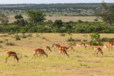 Fototapeta Sawanna - Impala antelope on the savannah