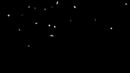 Wall Mural - cherry blossom realistic petals falling 2 clip.element footage.fall start to end and loop animation.