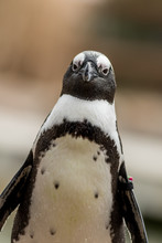 African Penguin (Spheniscus Demersus) Closeup With Wing Band Vertical