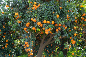 Wall Mural - Clementine plantation during the harvest period