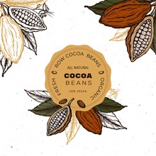 Cocoa Beans Vintage Hand Drawn Retro Sketch Label Illustration. Chocolate Cocoa Powder Bean, Tree Branch, Nuts, Seeds And Leaves. Vector For Labels, Badge, Tags, Decorative Elements And More.