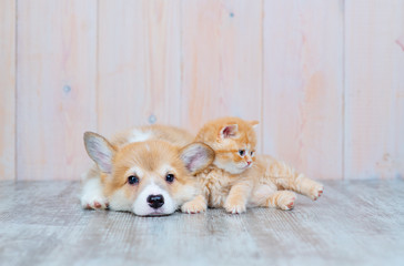 Red-haired Corgi puppy and red-haired tabby kitten of British breed lie nearby on the floor at home