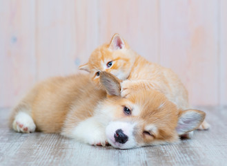 Wall Mural - A red-haired corgi puppy and a red-haired tabby kitten of British breed are lying nearby on the floor at home. The kitten plays with the paw with the puppy’s ear, as if whispering something in his ear