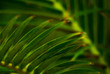 Liście palmy w zbliżeniu 