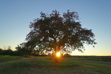 Poster - Baum, abends