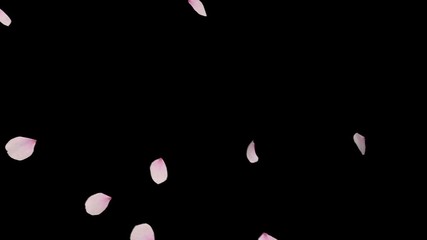 cherry blossom realistic petals falling 2 clip. fall start to end and loop animation.element footage