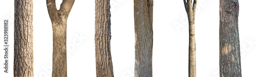 Fotomural isolated set tree trunk Collection on White background.