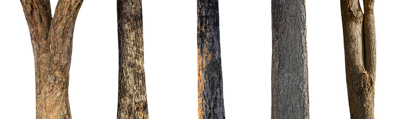 isolated set tree trunk Collection on White background.