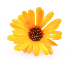 Poster - Beautiful blossoming yellow marigold isolated on white background. Calendula officinalis.